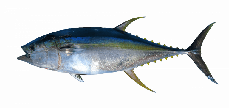 Tuna