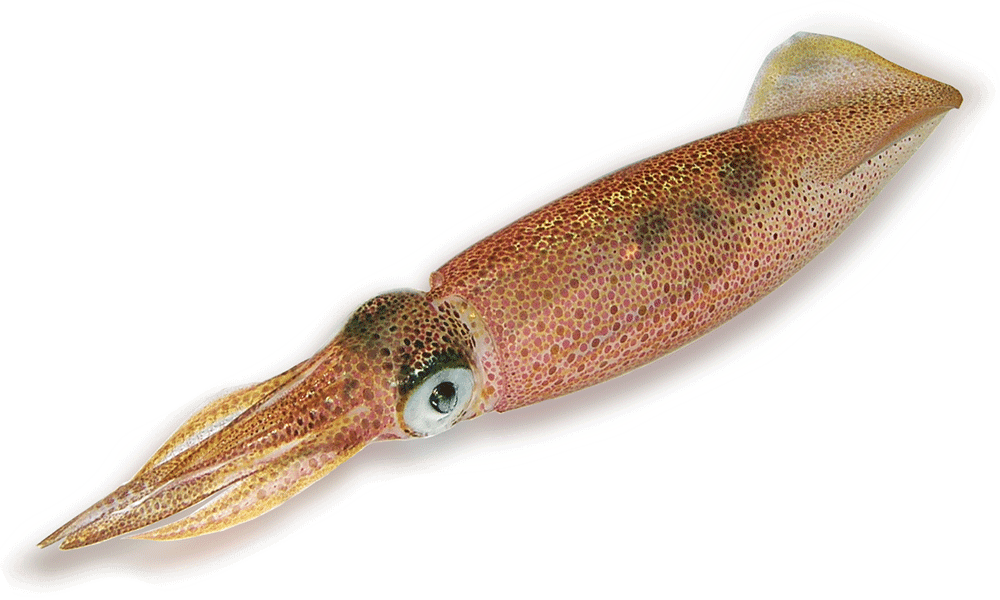 Lignja patagonica