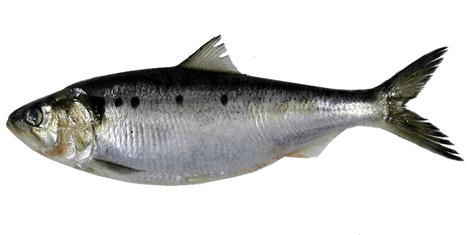 Haringa
