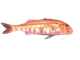 Barbun