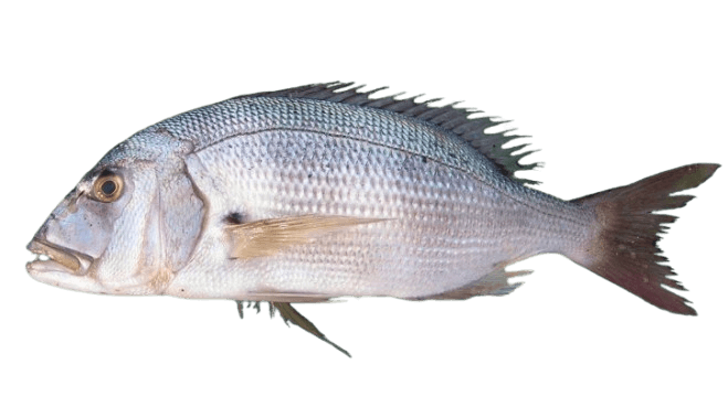 Zubatac